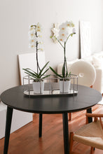 Görseli Galeri görüntüleyiciye yükleyin, PASLANMAZ ORKİDELİK