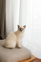 Görseli Galeri görüntüleyiciye yükleyin, MOLLIS KEDİ / KOPEK YATAĞI